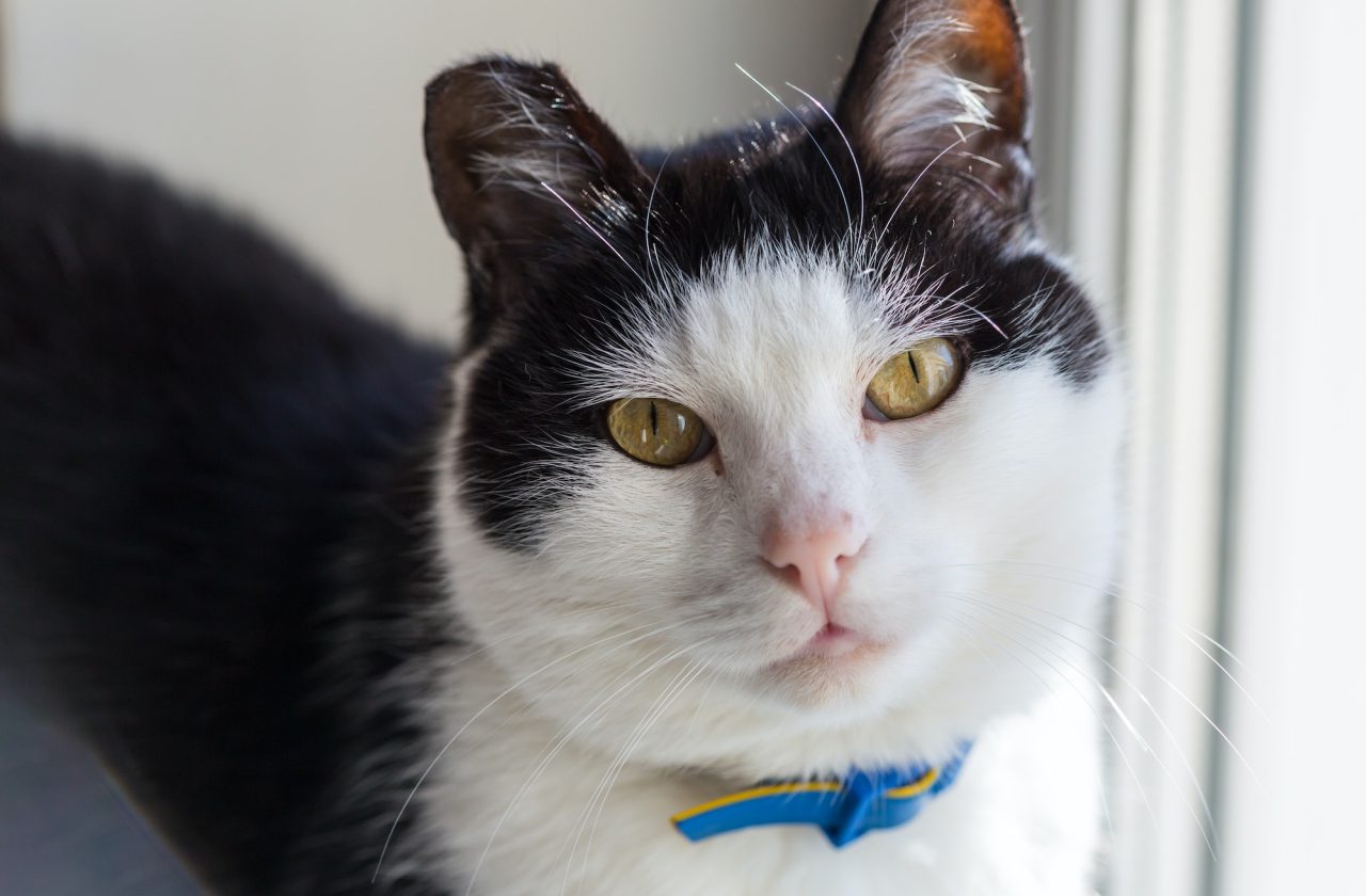 POLSKI ZWIĄZEK FELINOLOGICZNY (PZF)