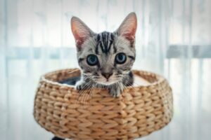 POLSKI ZWIĄZEK FELINOLOGICZNY (PZF)