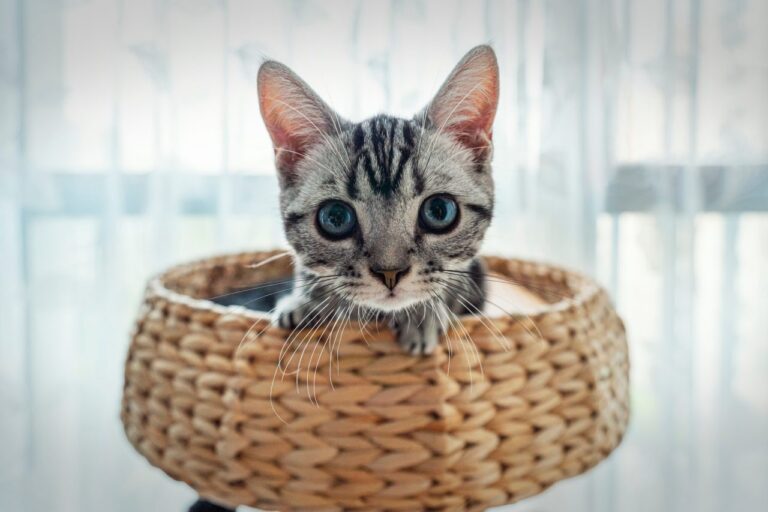 POLSKI ZWIĄZEK FELINOLOGICZNY (PZF)
