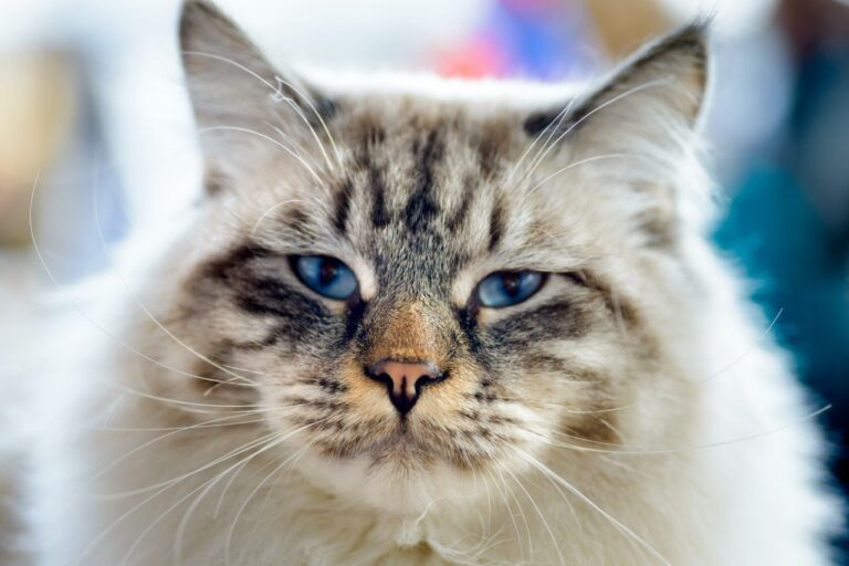 POLSKI ZWIĄZEK FELINOLOGICZNY (PZF)
