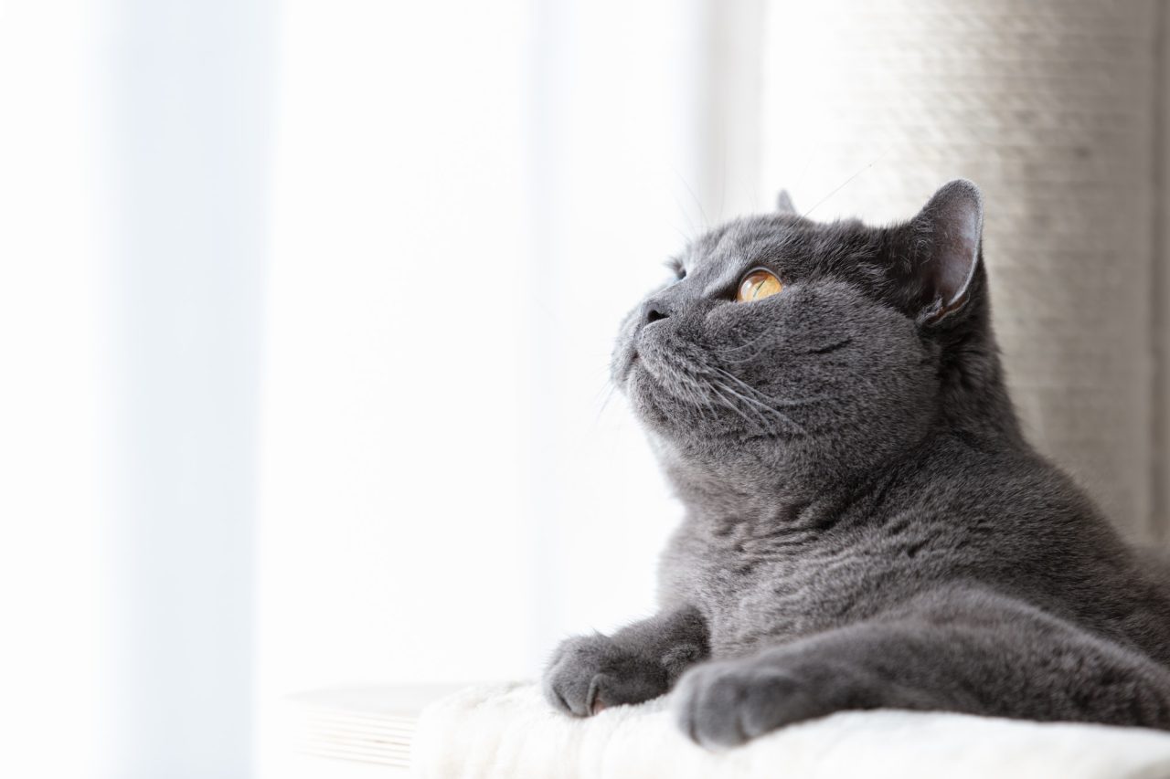 POLSKI ZWIĄZEK FELINOLOGICZNY (PZF)