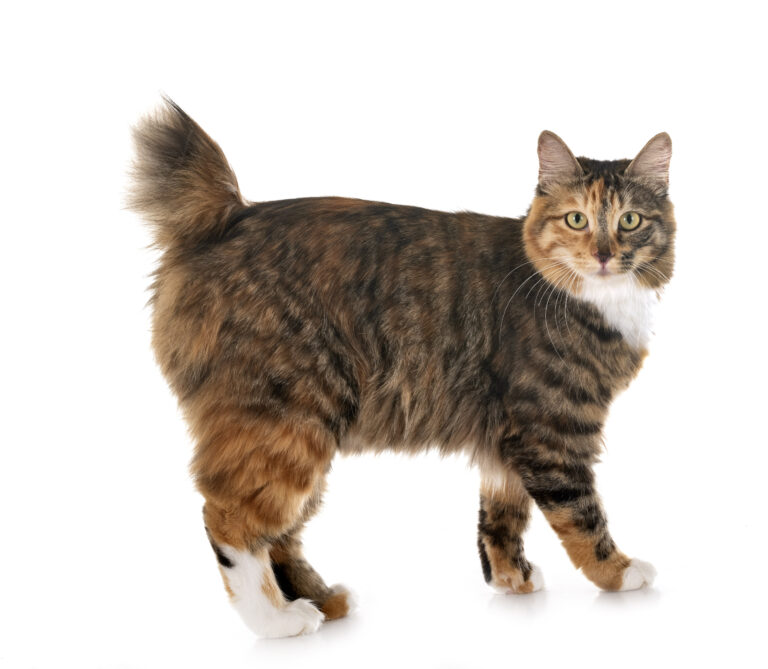 POLSKI ZWIĄZEK FELINOLOGICZNY (PZF)