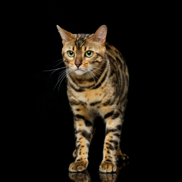POLSKI ZWIĄZEK FELINOLOGICZNY (PZF)