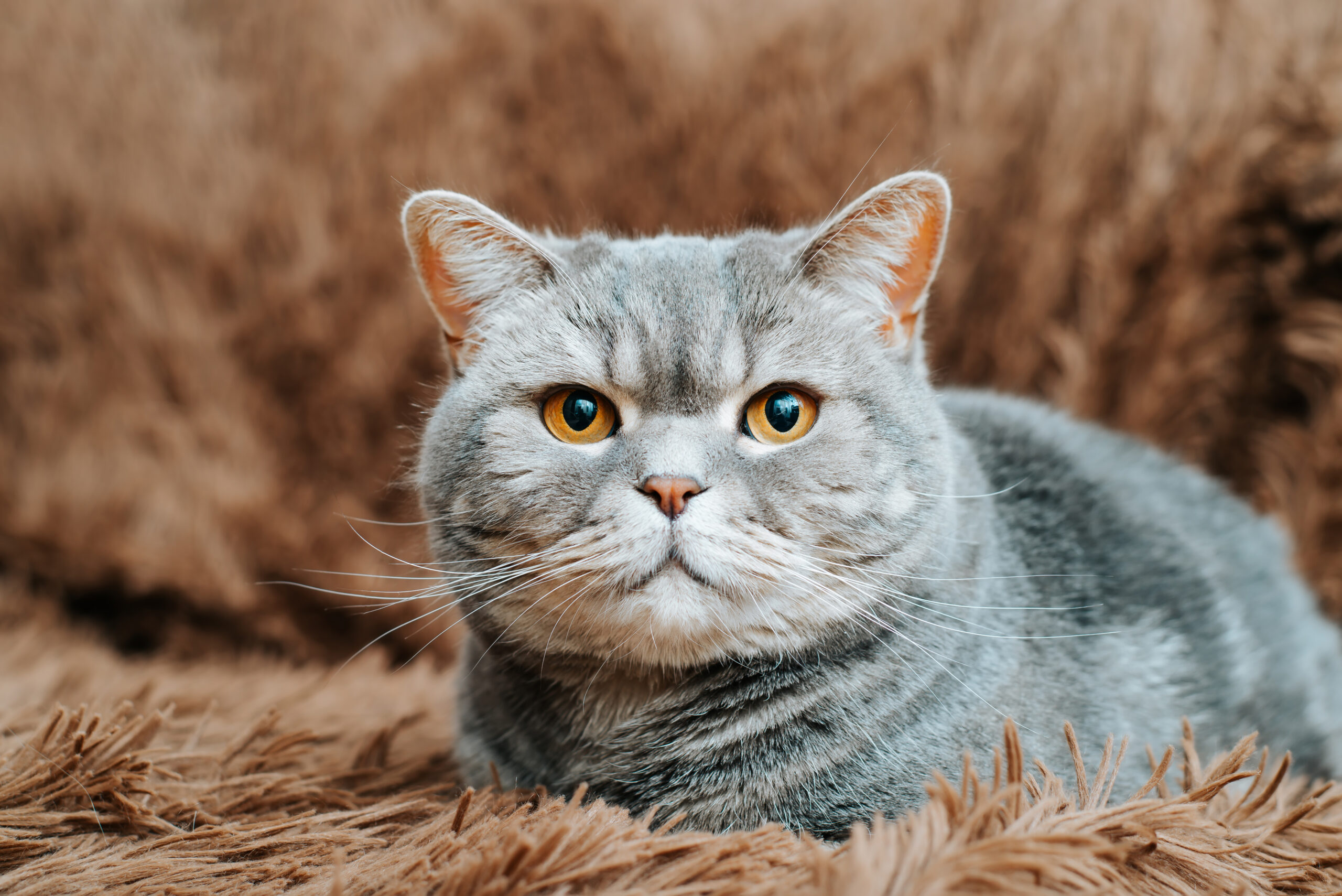 POLSKI ZWIĄZEK FELINOLOGICZNY (PZF)