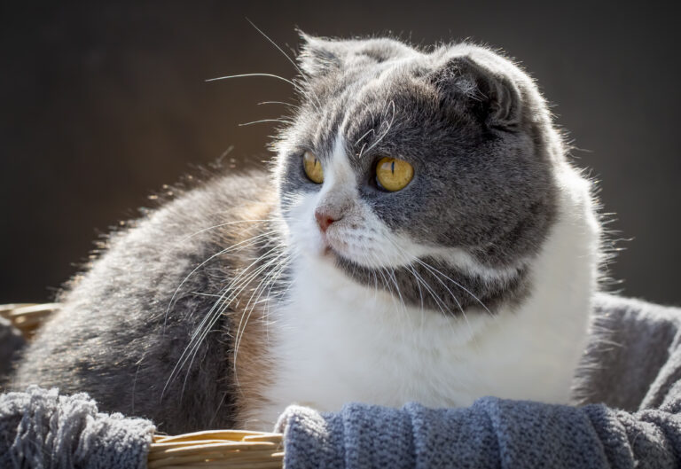 POLSKI ZWIĄZEK FELINOLOGICZNY (PZF)